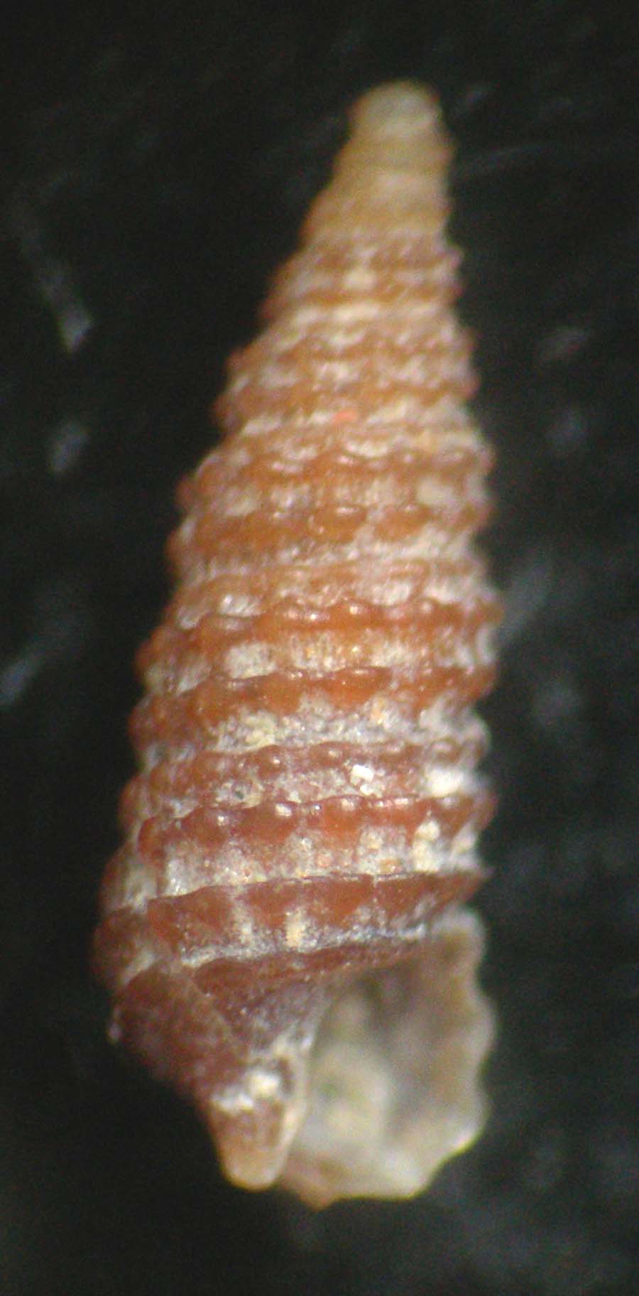 cerithiopsis nofroni